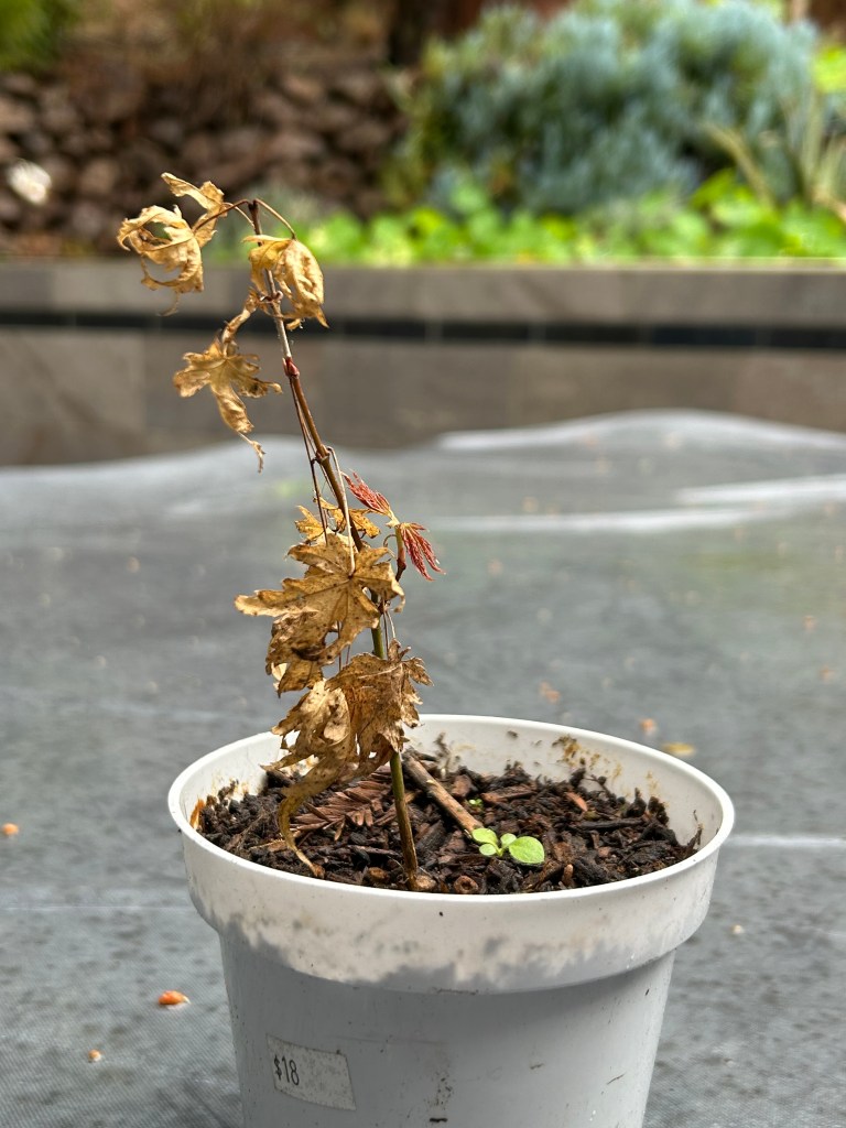 in the midst of what feels like death, can you see life emerging? 